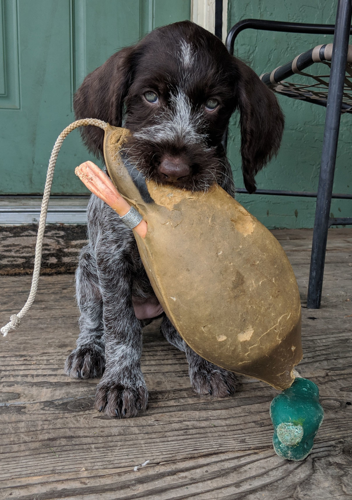 Pic of the Litter: Wilhelmina